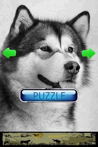 狗狗拼图：阿拉斯加雪撬犬截图1