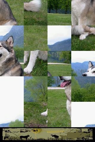 狗狗拼图：阿拉斯加雪撬犬截图