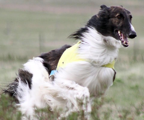 拉布拉多獵犬拼圖截圖1