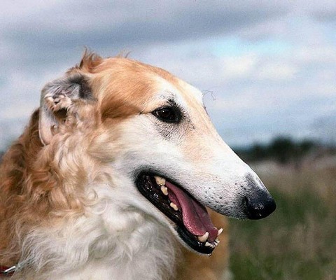 拉布拉多獵犬拼圖截圖