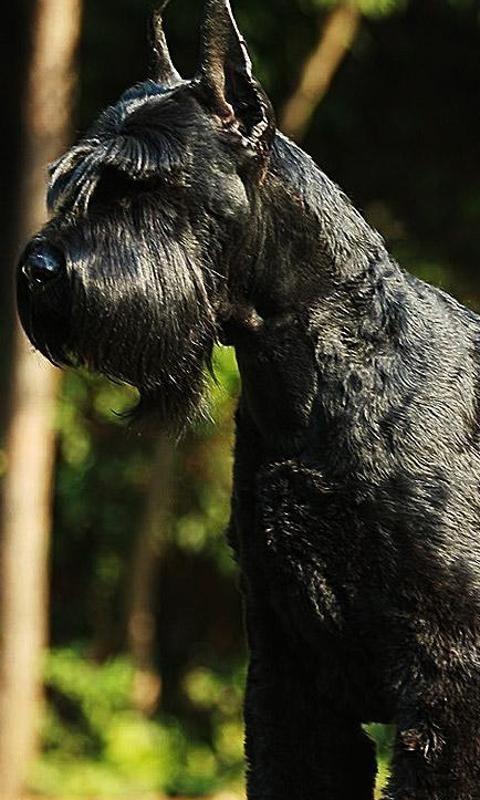 巨型雪納瑞犬拼圖截圖4