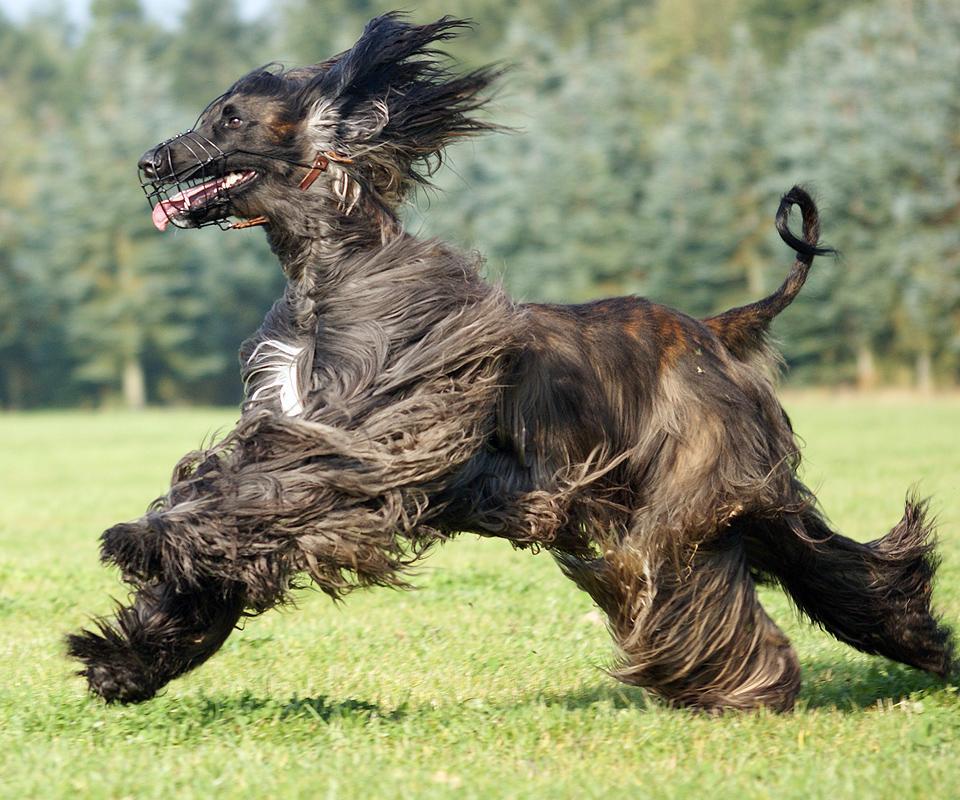 阿富汗猎犬拼图好玩吗？阿富汗猎犬拼图游戏介绍