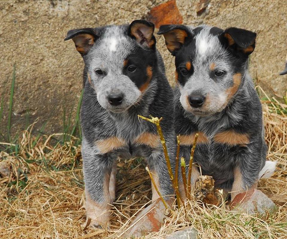 澳洲牧牛犬之谜好玩吗？澳洲牧牛犬之谜游戏介绍