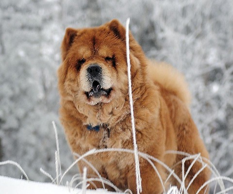 松狮犬拼图截图3