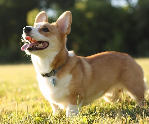 柯基犬拼圖截圖3