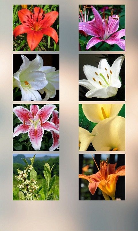 Lily Puzzle截图5