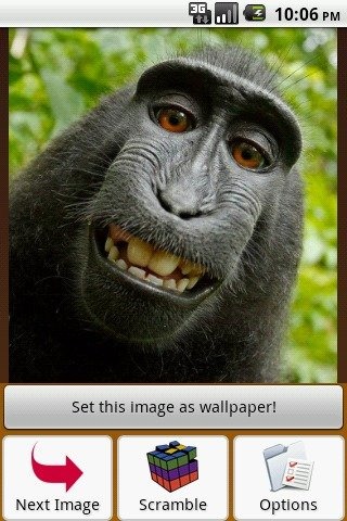 Monkey Puzzle截图5