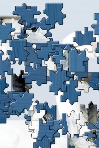 Bird Jigsaw Puzzle截图1