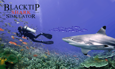 blacktip shark simulator