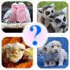 Animal Name: Male, Female, & Young (Animal Game)