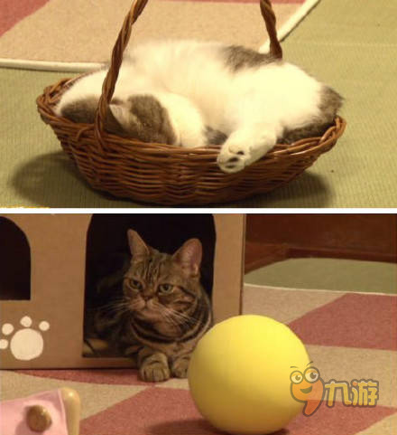毛茸茸