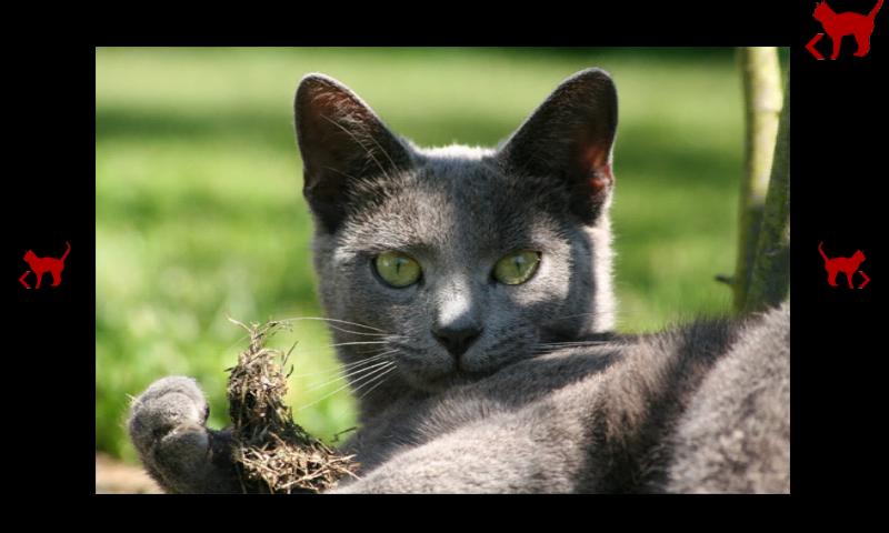 猫的狂欢节拍摄好玩吗？猫的狂欢节拍摄游戏介绍