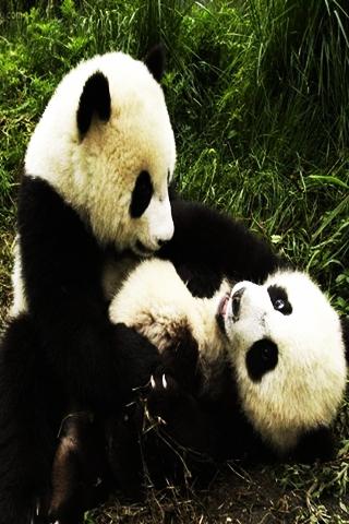 可愛的熊貓好玩吗？可愛的熊貓游戏介绍