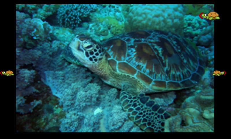 海龜和飛鏢好玩嗎？海龜和飛鏢游戲介紹