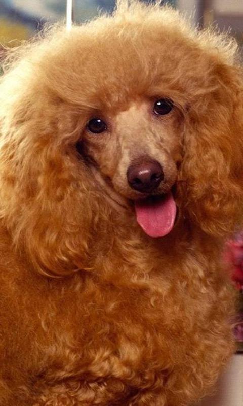 美国水猎犬之谜好玩吗？怎么玩？美国水猎犬之谜游戏介绍