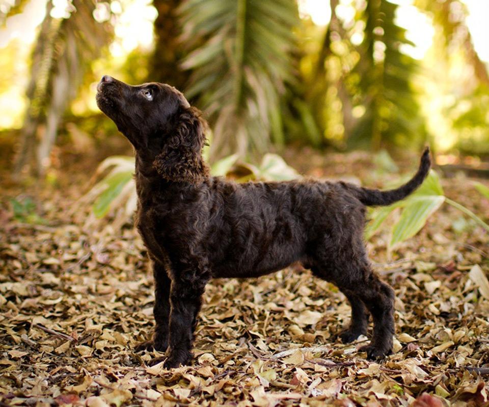 美国水猎犬之谜好玩吗？怎么玩？美国水猎犬之谜游戏介绍