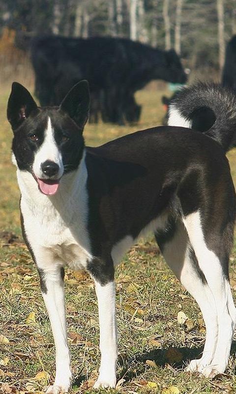 黑白迦南犬图片