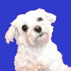 Adopt a Doggy Quiz find a cute shelter dog